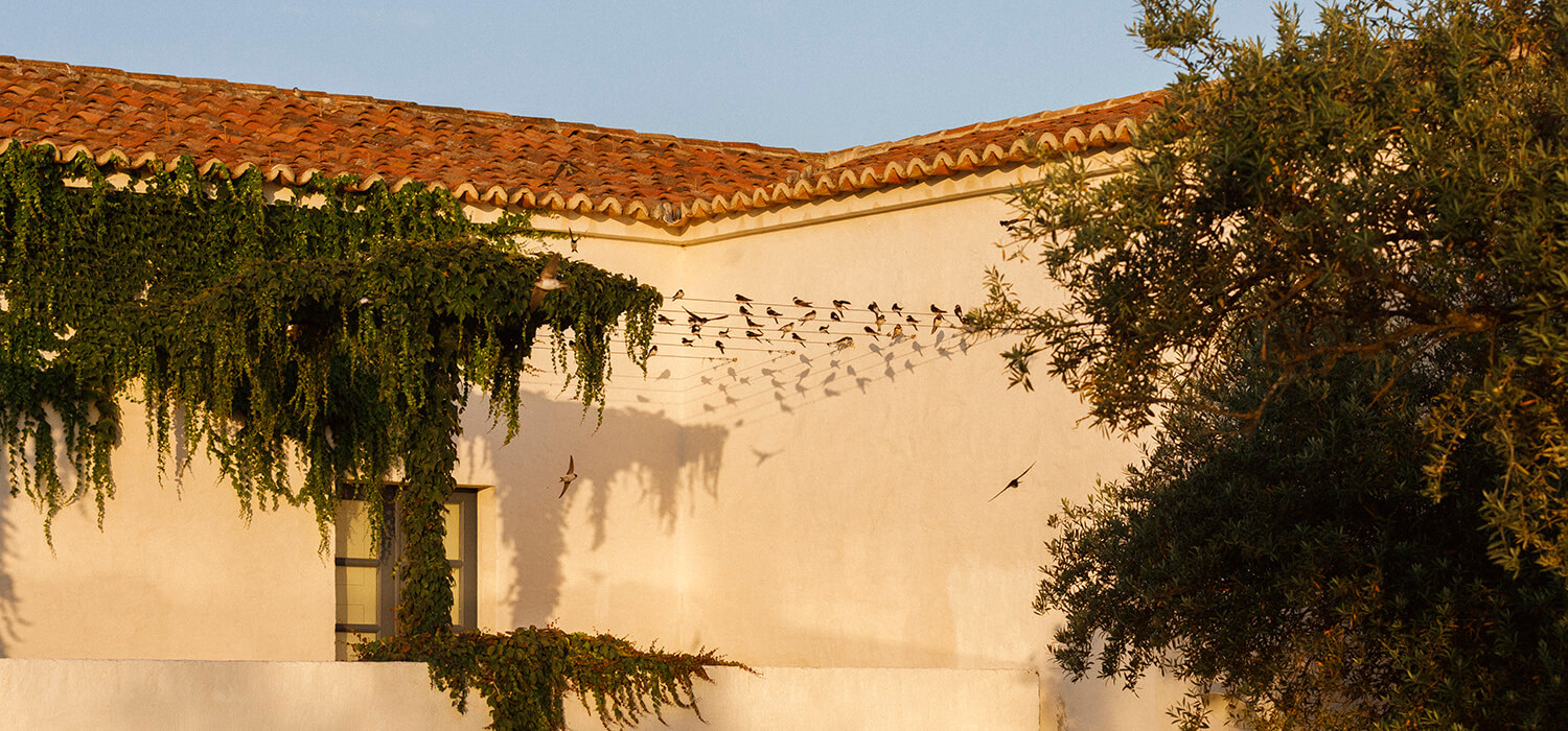 Swallows at Barrocal