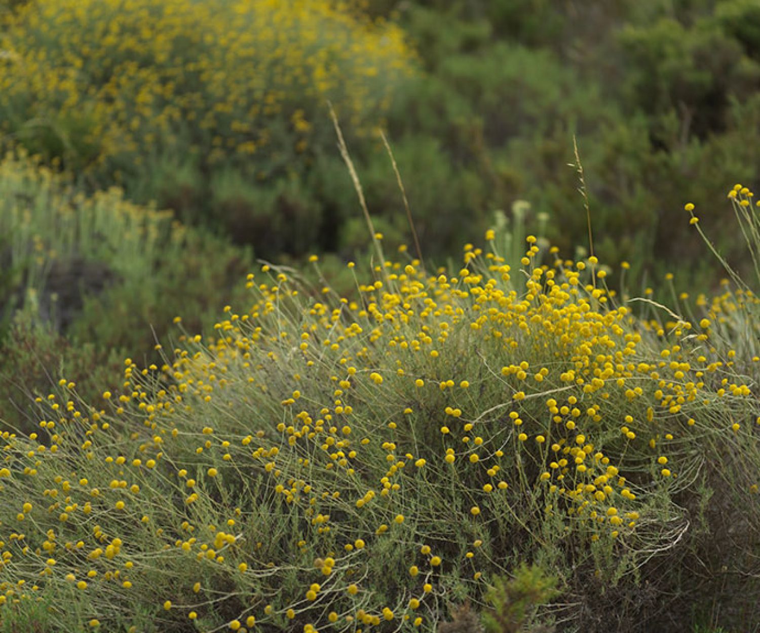 Project: Cantos de Baixo - Yellow Flower Landscape