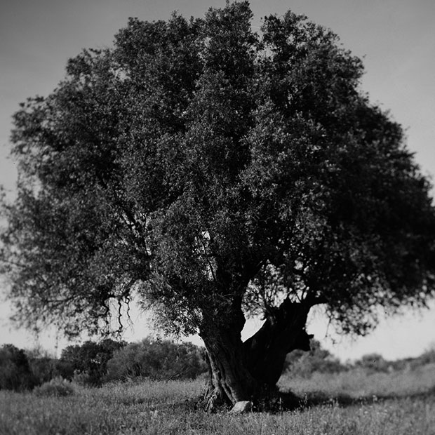 Project: São Lourenço do Barrocal - Oak Tree