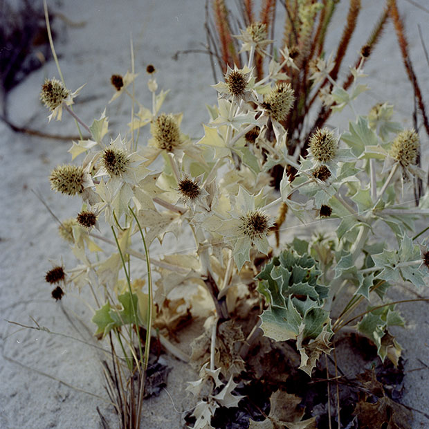 Project: Na Praia - Flowers