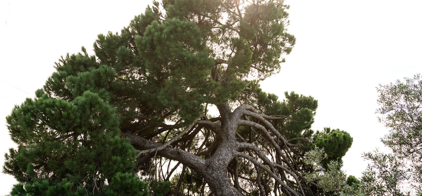 pine tree
